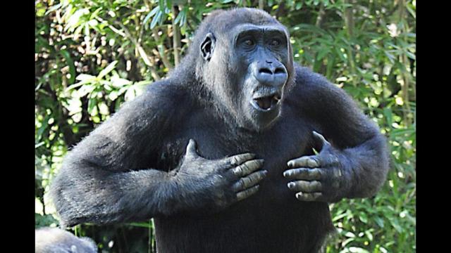 chest-beating-gorilla